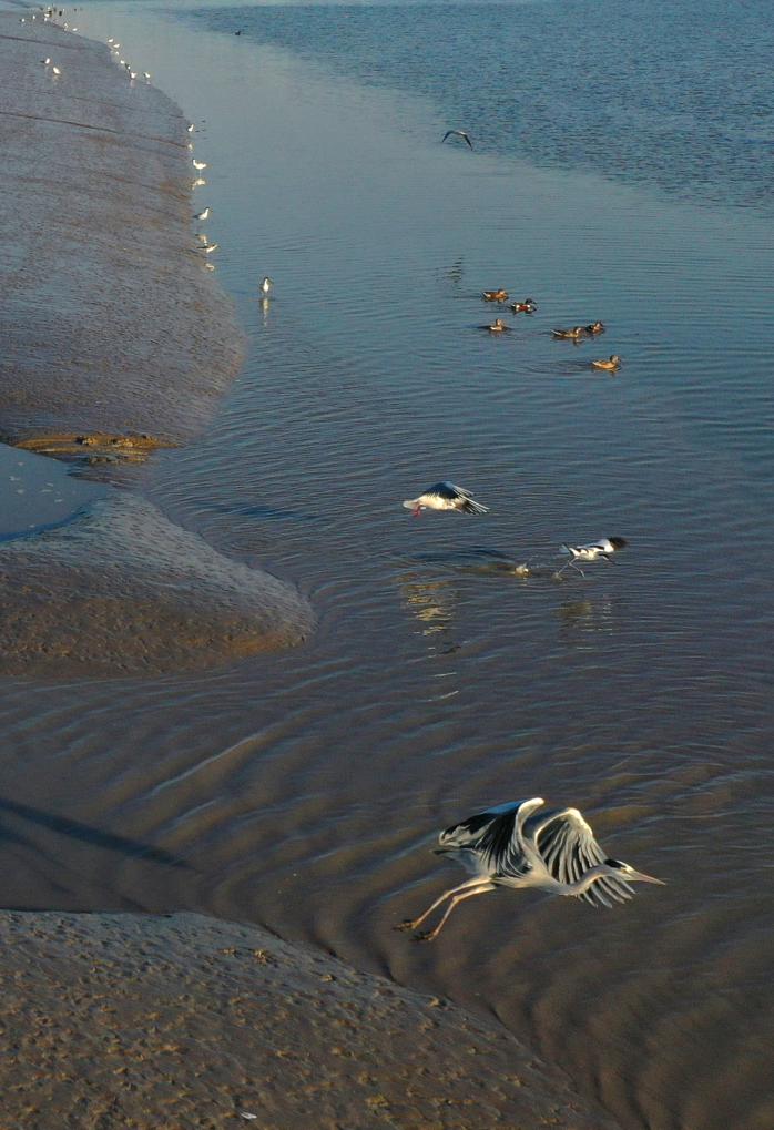 江苏如东：滩涂湿地候鸟栖_fororder_20260105e6822c28074743a1ab898fb9993fa998_52200c44c6a5489ea79657a292867ffc