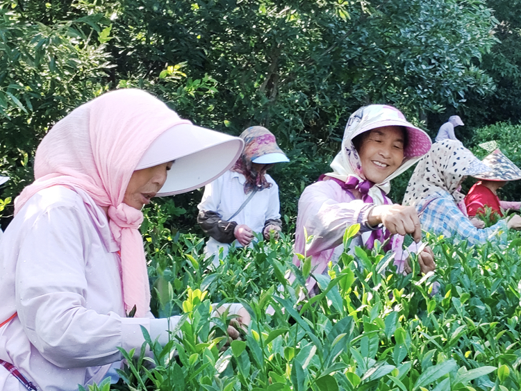 江苏连云港：云台林间好“丰”景_fororder_20260104_094240_004