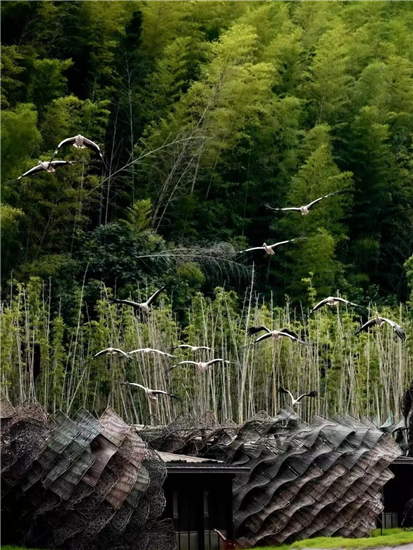 宜兴窑湖小镇《飞鸟之约》首展启幕 258羽飞鸟共绘自然共生诗意画卷_fororder_图片1