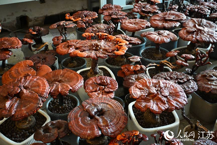 江苏连云港：云台林间好“丰”景_fororder_20260104_094240_001