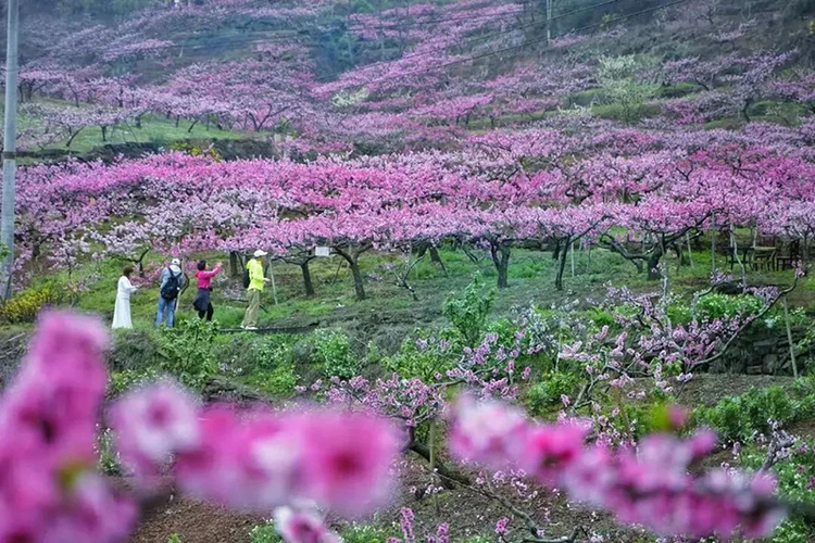 图片默认标题_fororder_往年游客徒步赏花资料图--供图--成都市龙泉驿区委宣传部