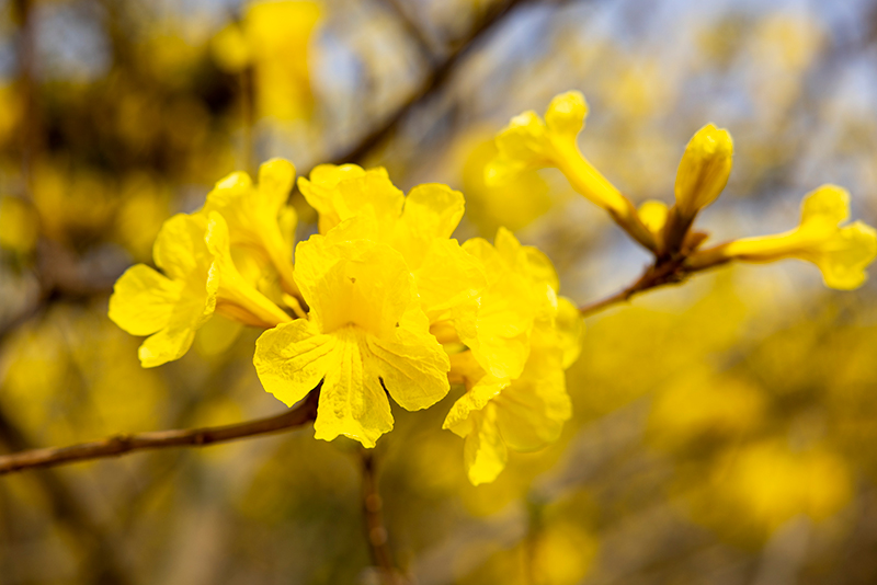 眉山东坡：黄花风铃绽放春意浓_fororder_黄花风铃-特写摄影侯建明
