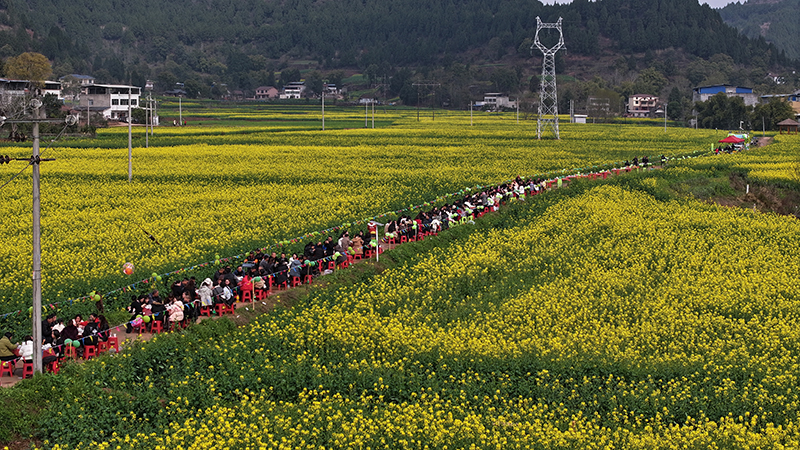 Suining in Bloom: A Golden Spring Journey to Pengxi's Vast Rapeseed Flower Fields_fororder_微信图片_20250313105102