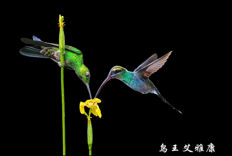 万物共生 美美与共 第七届“艾雅康世界爱鸟节”举行_fororder_微信图片_20250617193046