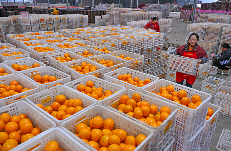 图片默认标题_fororder_村民正在搬运销往市场的柑橘