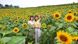 眉山仁寿：葵花朵朵开 美景引客来