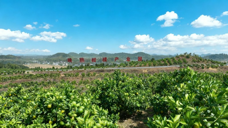 德阳罗江：晚熟柑橘“小新柑”实力圈粉，总产值达3亿元