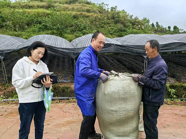 亩产400公斤 资阳首个淫羊藿种植基地迎来丰收季_fororder_图片-4