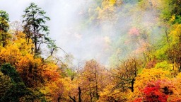 眉山的枫——藏在时光里的红韵诗行