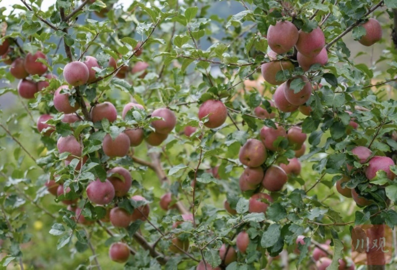 “津金”携手促产业，托起阿坝小金乡村振兴梦