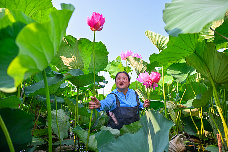 眉山仁寿：荷香满塘采收忙_fororder_2025年6月13日，四川省眉山市仁寿县方家镇水池村的村民正在采收荷花。图6