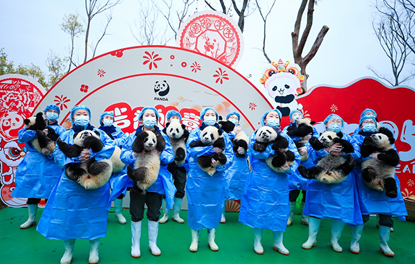 活力成都新景致：熊猫宝宝齐贺新春