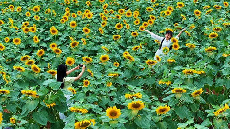 眉山仁寿：葵花朵朵开 美景引客来_fororder_2025年6月7日，在四川省眉山市仁寿县钟祥钟青石社区，游客在向日葵花田赏花拍照。07