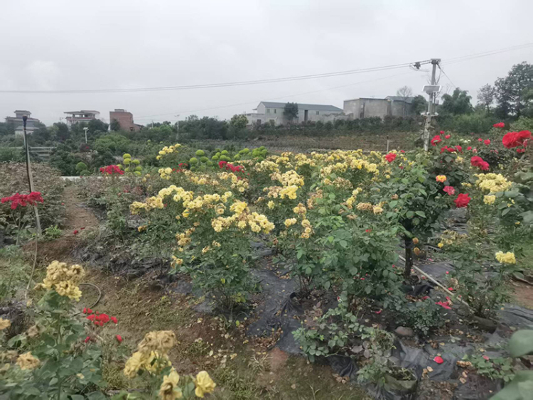 时代光影 百部川扬丨农民企业家数十年坚守与创新 走出农文旅融合乡村振兴路_fororder_罗家花园-摄影-冯巧凤-(3)