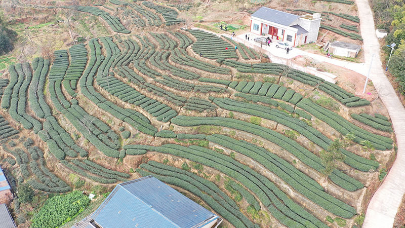 眉山丹棱：茶香漫山野 山间产业兴_fororder_航拍丹棱县张场镇万年村茶园