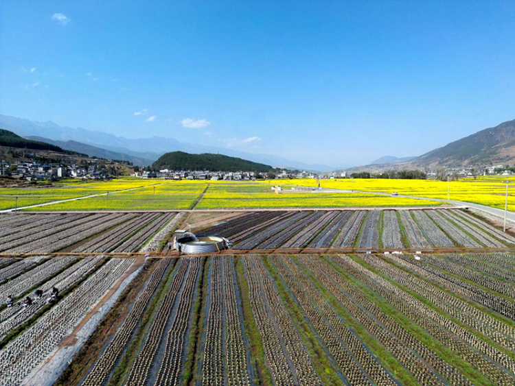 “飞地木耳”书写彝乡共富经 德阳市旌阳区探索非耕地经济振兴新路径_fororder_图片-1