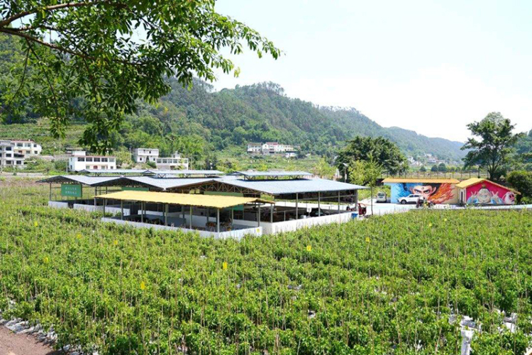 宜宾高县：“智慧农业”创新实践 让美丽乡村焕发新活力_fororder_庆岭镇农耕研学实践基地一隅-供图-高县融媒体中心