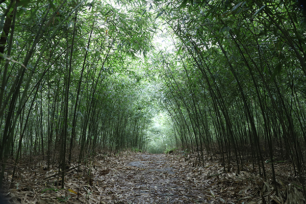 9月下旬 请锁定宜宾兴文“仙峰鲜”_fororder_方竹笋基地-供图-兴文县委宣传部