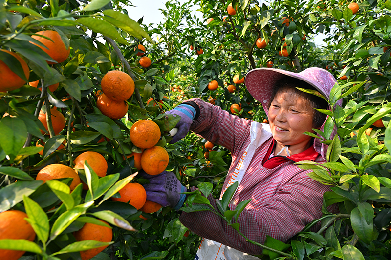 眉山仁寿：晚熟柑橘 助农增收_fororder_2025年4月8日，在四川省眉山市仁寿县普宁街道镇山社区，果农们正在采摘柑橘。9
