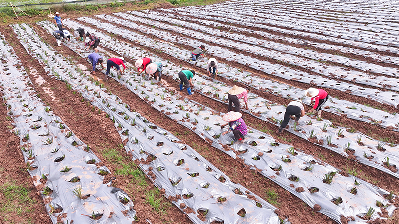 小草药大作为 资阳安岳首个石菖蒲种植基地播下新希望_fororder_工人正在基地里劳作。潘政吉--摄