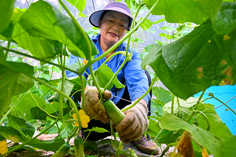眉山仁寿：蔬菜丰收 助农增收_fororder_2025年10月10日，在四川省眉山市仁寿县谢安镇三顾村的蔬菜种植基地里，村民正在采收新鲜蔬菜。-(2)
