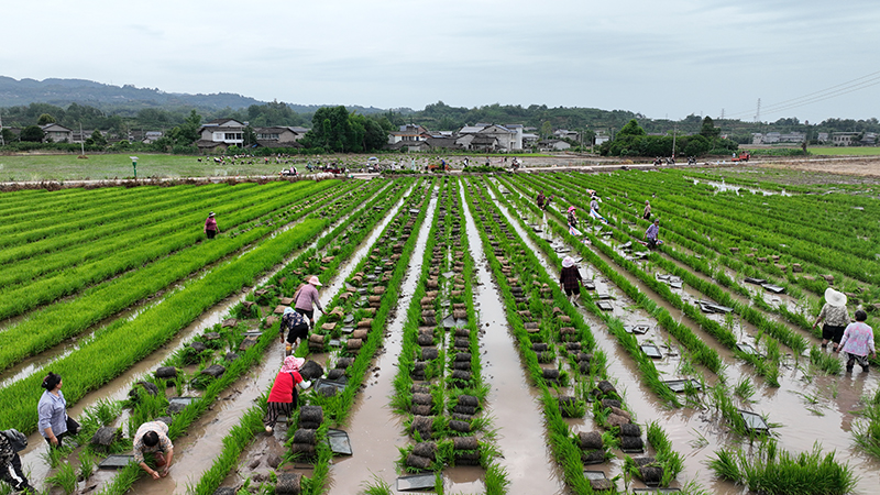 眉山丹棱：机械人工齐上阵 农田“披绿装”_fororder_热火朝天转移秧苗