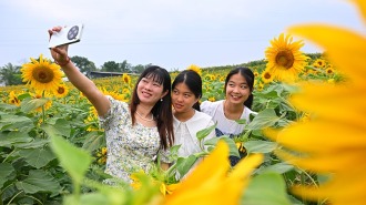 眉山仁寿：葵花朵朵开 美景引客来
