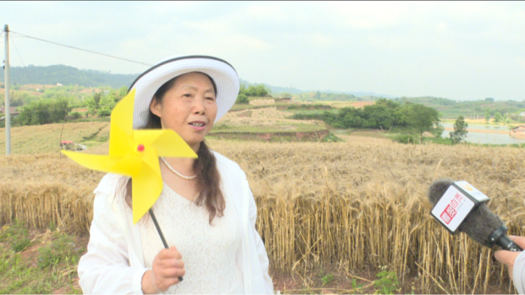 自贡贡井区粮油高产示范片采用机械化收割 绘就丰收新图景