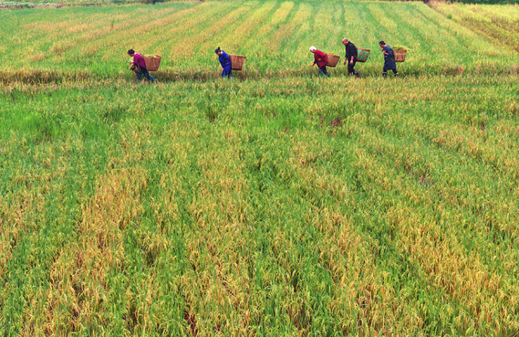 眉山仁寿：再生稻 迎丰收_fororder_2025年10月26日，在眉山市仁寿县慈航镇观音社区，村民在转运收获的再生稻。06