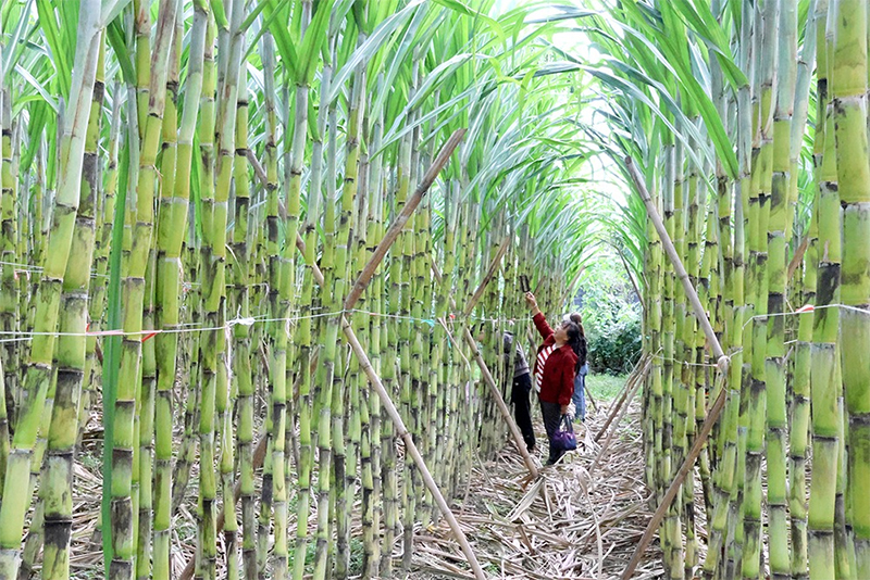绵竹：本地甘蔗上市 蔗农“甜蜜”丰收_fororder_未标题-2