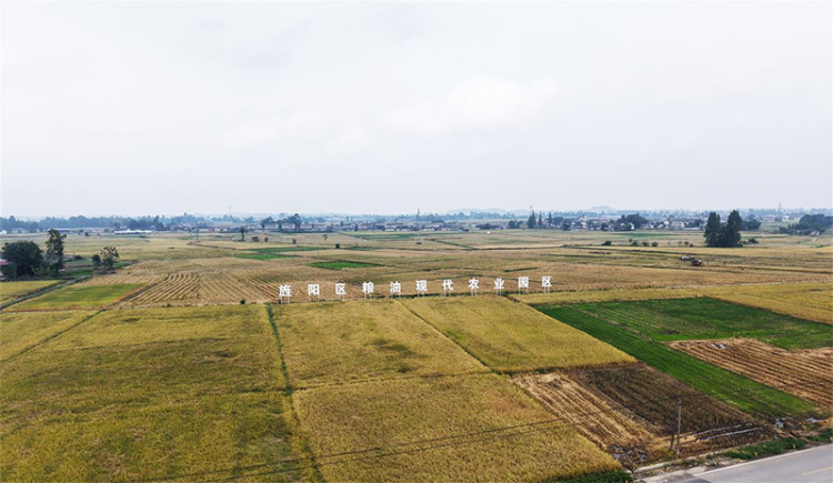 德阳旌阳区：秋粮收割进度达90% 23万亩水稻已颗粒归仓_fororder_未标题-1