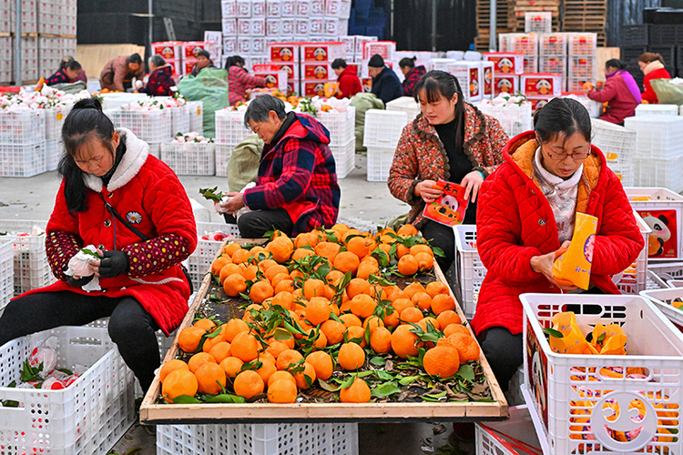 图片默认标题_fororder_村民正在分选销往市场的柑橘-(2)
