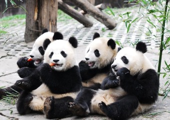 国际主播网红打卡“熊猫故乡”雅安 “萌态国宝+治愈生态”刷屏全网