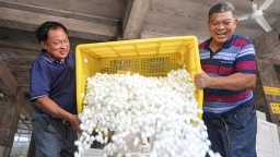 宜宾高县：春茧迎丰收 蚕农茧款收入预计超1.7亿元