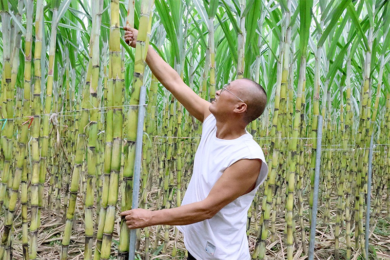 绵竹：本地甘蔗上市 蔗农“甜蜜”丰收_fororder_未标题-1