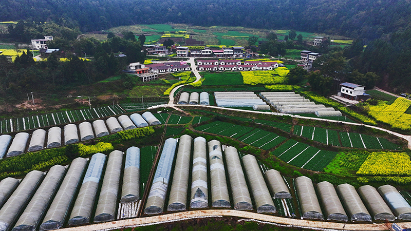 德阳中江：勾勒乡村振兴新图景_fororder_中江县万福镇产业基地