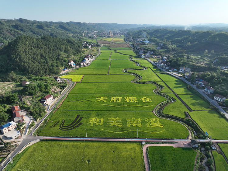 寻找田里的增收“密码” 宜宾南溪打造粮油千亩高产片_fororder_南溪区百里冲“天府粮仓”核心示范区-供图-南溪区融媒体中心
