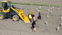 绵竹：土豆喜获丰收 亩产达6000斤