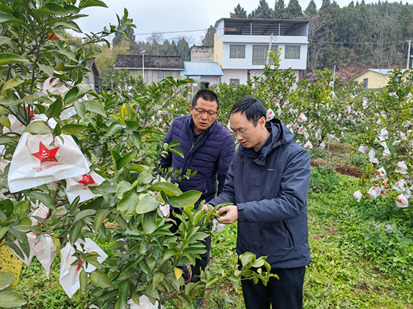 简阳：科技特派员“把脉开方” “慧”就丰收新画卷
