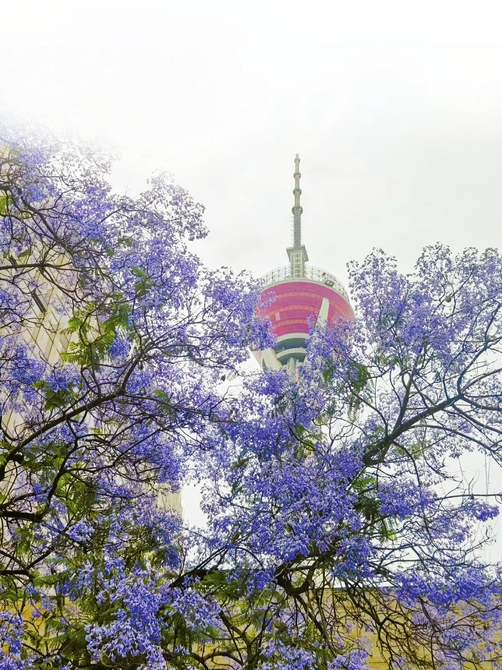 蓝花楹绽放 成都满城梦幻紫