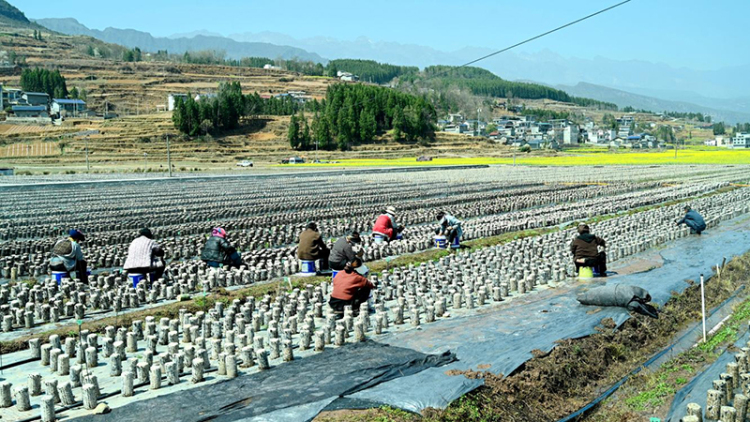 “飞地木耳”书写彝乡共富经 德阳市旌阳区探索非耕地经济振兴新路径_fororder_图片-2