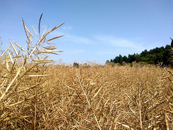 资阳乐至：油菜收割正当时 机械化助力颗粒归仓_fororder_图片-1
