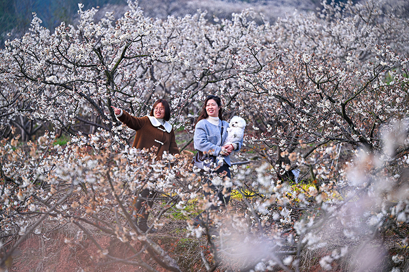 图片默认标题_fororder_2月28日，仁寿县怀仁街道吊庆社区的4200亩樱桃花竞相开放，吸引众多游客前来赏花。-图9