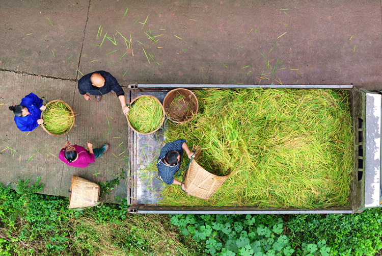 眉山仁寿：再生稻 迎丰收_fororder_2025年10月26日，在眉山市仁寿县慈航镇观音社区，村民在转运收获的再生稻。07