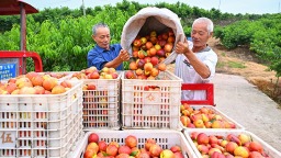 眉山仁寿油桃喜获丰收