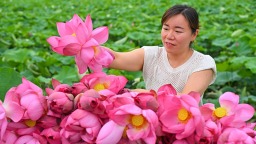 眉山仁寿：荷花盛开采收忙