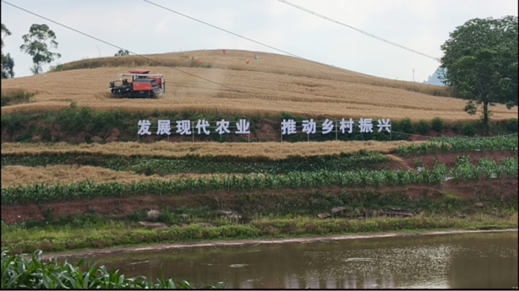 自贡贡井区粮油高产示范片采用机械化收割 绘就丰收新图景