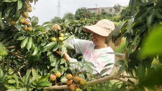 泸州合江荔枝抢“鲜”上市