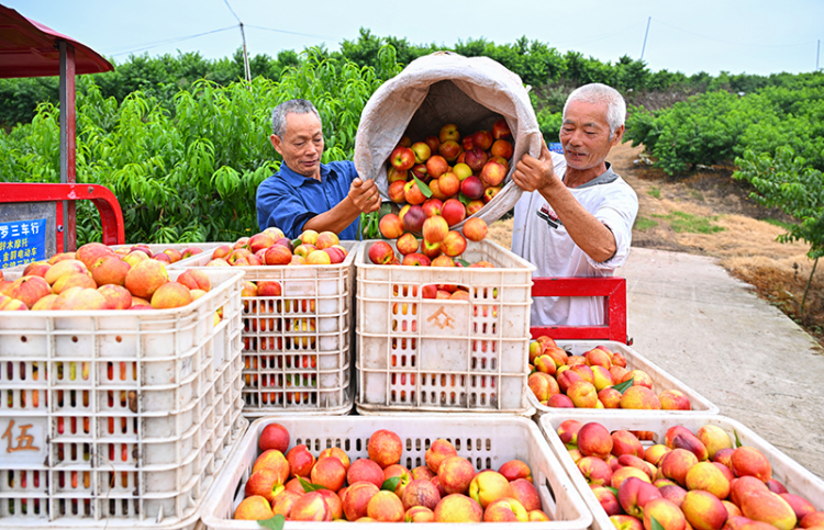 眉山仁寿油桃喜获丰收_fororder_2025年6月3日，在四川省眉山市仁寿县始建镇建新社区，村民正在搬运油桃。-图3-(2)