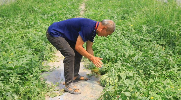瓜果飘香 资阳市乐至县高寺镇特色水果迎丰收_fororder_图片-1